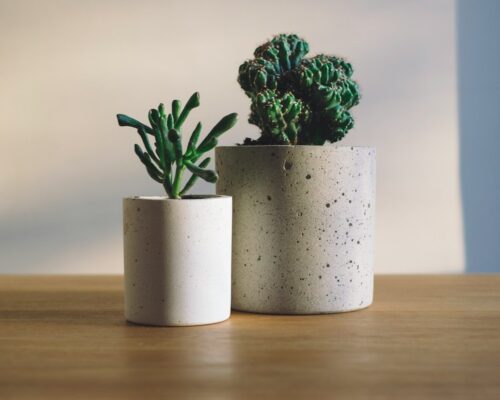Planten voor een levendige buitenruimte
